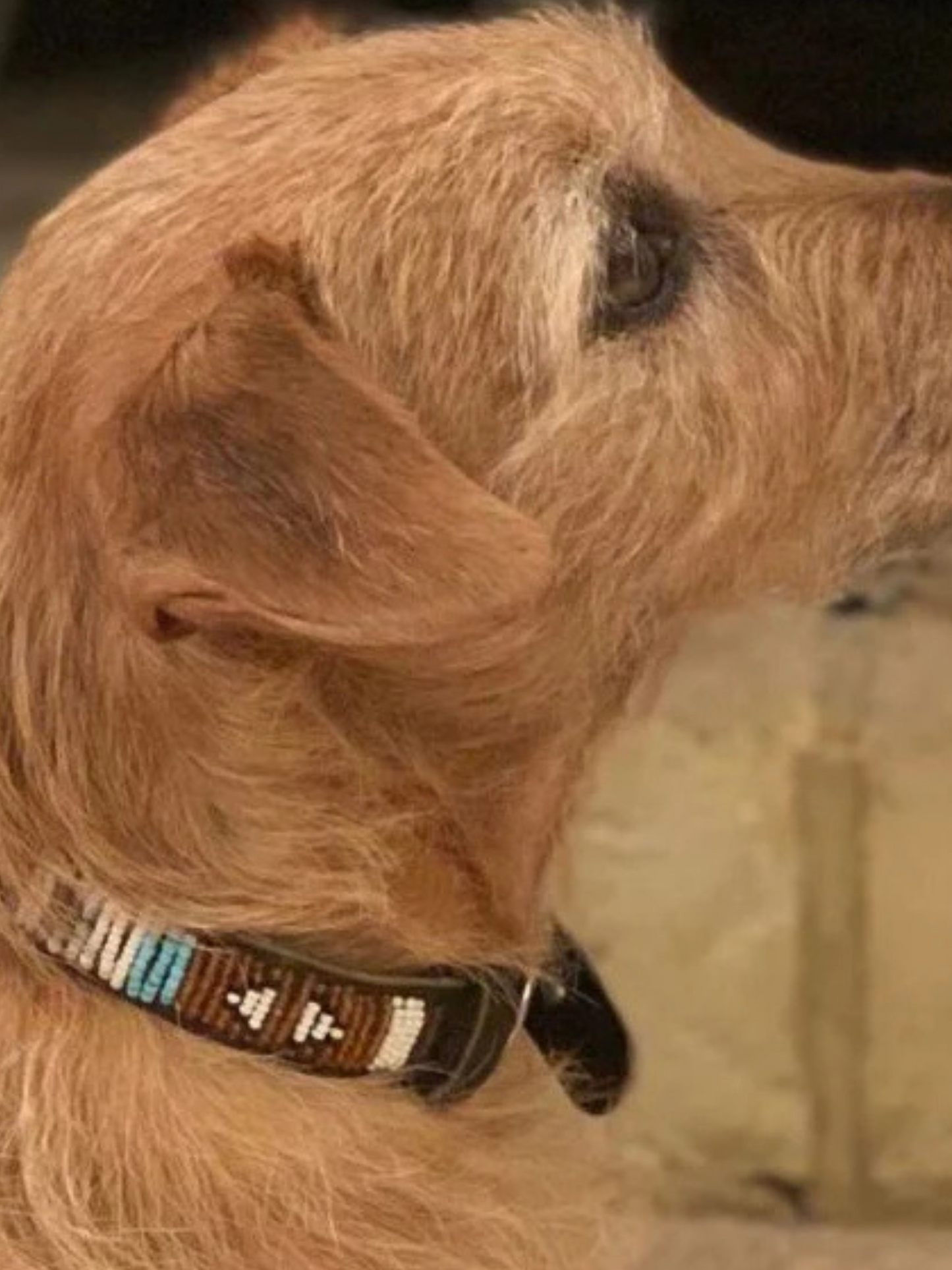Beaded Dog Collar blue