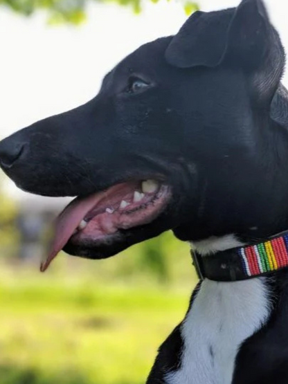 colorful Beaded Dog Collar