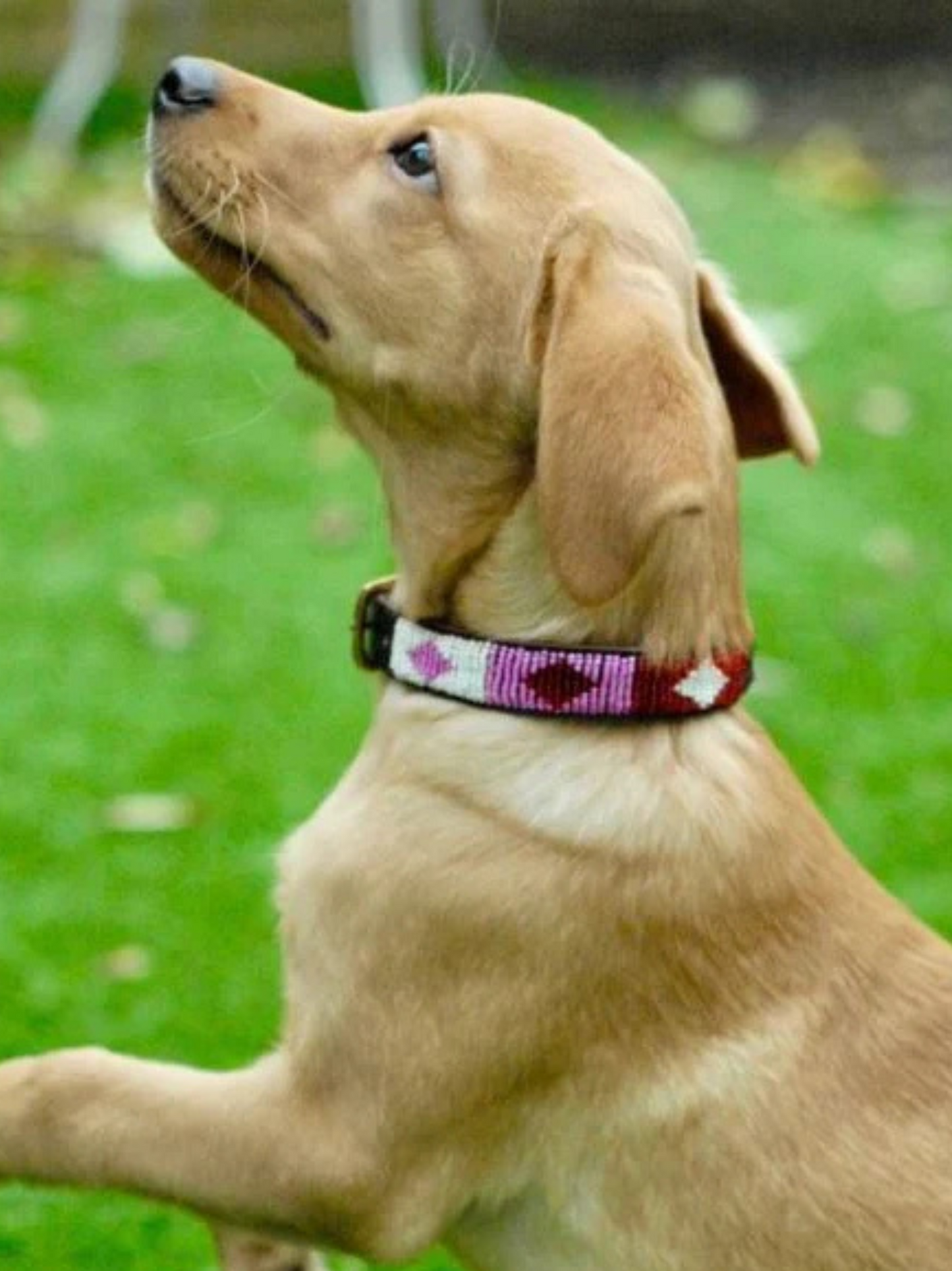 Beaded Dog Collar