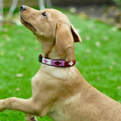 Beaded Dog Collar